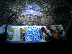 兵庫突堤内でちょい投げ、良型アナゴゲット！