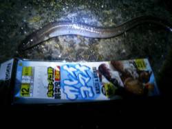 兵庫突堤内でちょい投げ、良型アナゴゲット！…