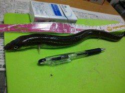 兵庫突堤内でちょい投げ、良型アナゴゲット！