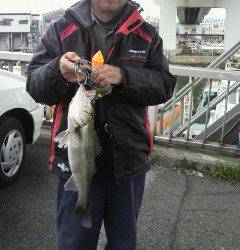 岸和田中波止でのエビ撒き★ハネ50センチ