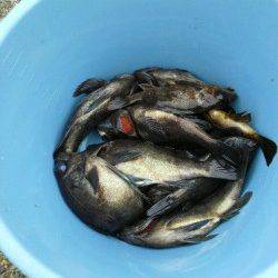 20cmオーバーが６匹、最大24cmのメバリング釣果