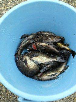 20cmオーバーが６匹、最大24cmのメバリング釣果