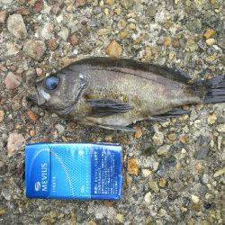 20cmオーバーが６匹、最大24cmのメバリング釣果