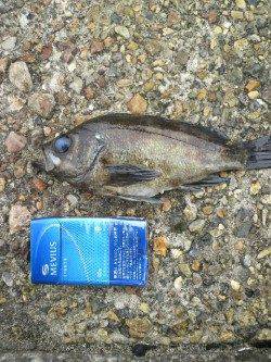 20cmオーバーが６匹、最大24cmのメバリング釣果