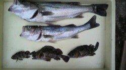 沖一文字スリットでウキ釣り、ハネとガシラの釣果☆