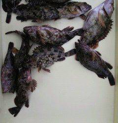 沖一文字スリット、ガシラの数釣り楽しめそうです！