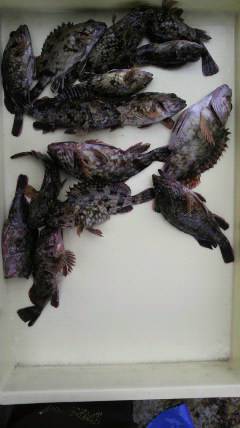 沖一文字スリット、ガシラの数釣り楽しめそう…