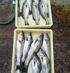 沖一文字北でウキ釣り、今日はハネが大漁でした♪