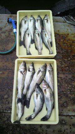 沖一文字北でウキ釣り、今日はハネが大漁でし…