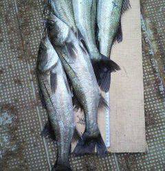 今日は中波止2でハネがよかったようです