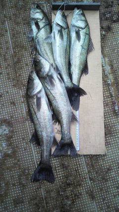 今日は中波止2でハネがよかったようです