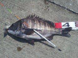 潮が動かず苦戦しましたが…42〜47のナイスサイズです！