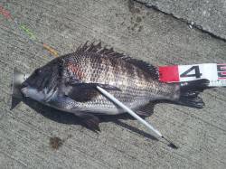 潮が動かず苦戦しましたが...42〜47の…