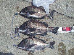 潮が動かず苦戦しましたが…42〜47のナイスサイズです！