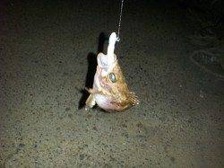 東二見でメバリング スロー巻きでメバル