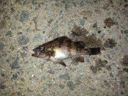 東二見でメバリング スロー巻きでメバル