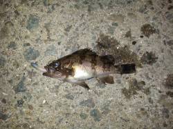 東二見でメバリング スロー巻きでメバル