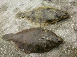 須磨 ちょい投げでカレイ2匹　花見カレイの…