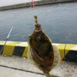 須磨 ちょい投げでカレイ2匹　花見カレイの季節です☆