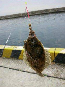 須磨 ちょい投げでカレイ2匹　花見カレイの季節です☆