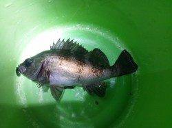 アジュール舞子～西舞子 メバリングでメバル5匹の釣果☆