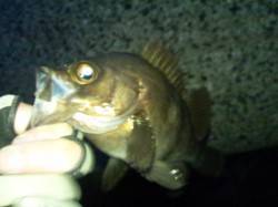 アジュール舞子～西舞子 メバリングでメバル…