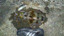 串本港、初めてのアオリイカ狙いのウキ釣りでキロアップ ↑