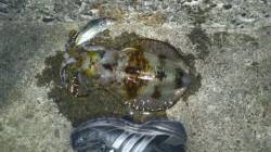 串本港、初めてのアオリイカ狙いのウキ釣りで…