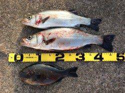 田辺・戎漁港でフカセ釣り、セイゴ・グレ・ガシラの釣果☆