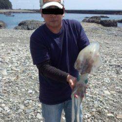 江住漁港レッド系のエギ3.5で2kgアップのアオリイカ♪