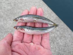 ややサイズアップ！？【２９日】田ノ浦RT