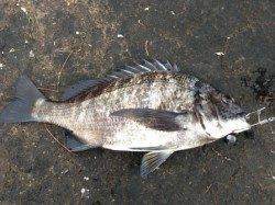 【あゆみ橋でチヌ３枚！オキアミフカセです】