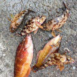 田辺・戎漁港、朝の暗いうちにヒラスズキがHit！！