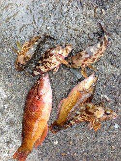 田辺・戎漁港、朝の暗いうちにヒラスズキがHit！！