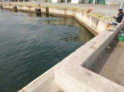 兵突、昼にタコ夜にガシラ