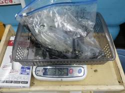 椿の地磯にてヤエン釣り　アオリx5！