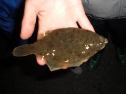 兵突絶叫　カレイ　来た！ 