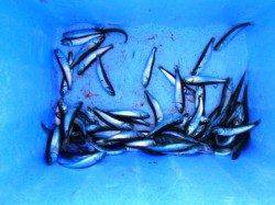 アブシン好調♪ハネも！泉大津RT！夕方