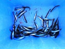 アブシン好調♪ハネも！泉大津RT！夕方