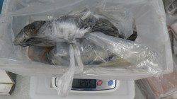 すさみ港 ヤエンのアオリイカが好調