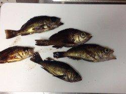 間人 初メバリングで小型ながらメバル10匹