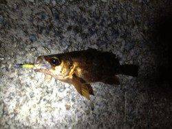 須磨 メバリングでメバル16cm