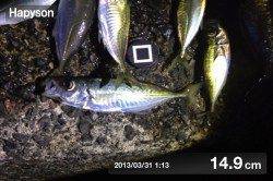 三本松鼻 ウキ釣りでアジ〜14㎝を20匹☆