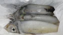 白浜椿地磯 ボトム狙いのエギングでアオリイ…