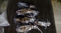 田辺元島堤防 ヤエンでアオリイカ〜1.22…