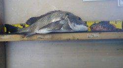 大屋のトンネルの所で40cmのチヌ♪・ガシラの釣果も