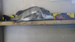 大屋のトンネルの所で40cmのチヌ♪・ガシ…