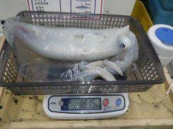 周参見地磯 ヤエンでアオリイカ2485gまでを5ハイ