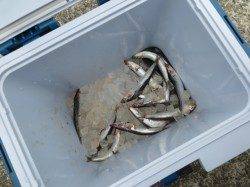 ややサイズアップ！？【２９日】田ノ浦RT