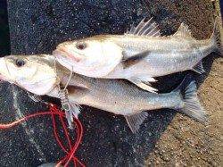 アブシン好調♪ハネも！泉大津RT！夕方